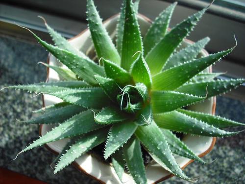 实现“只上汉语言文学”目标的路径非常清晰：
确认规则：山西主流是“分数优先”，这