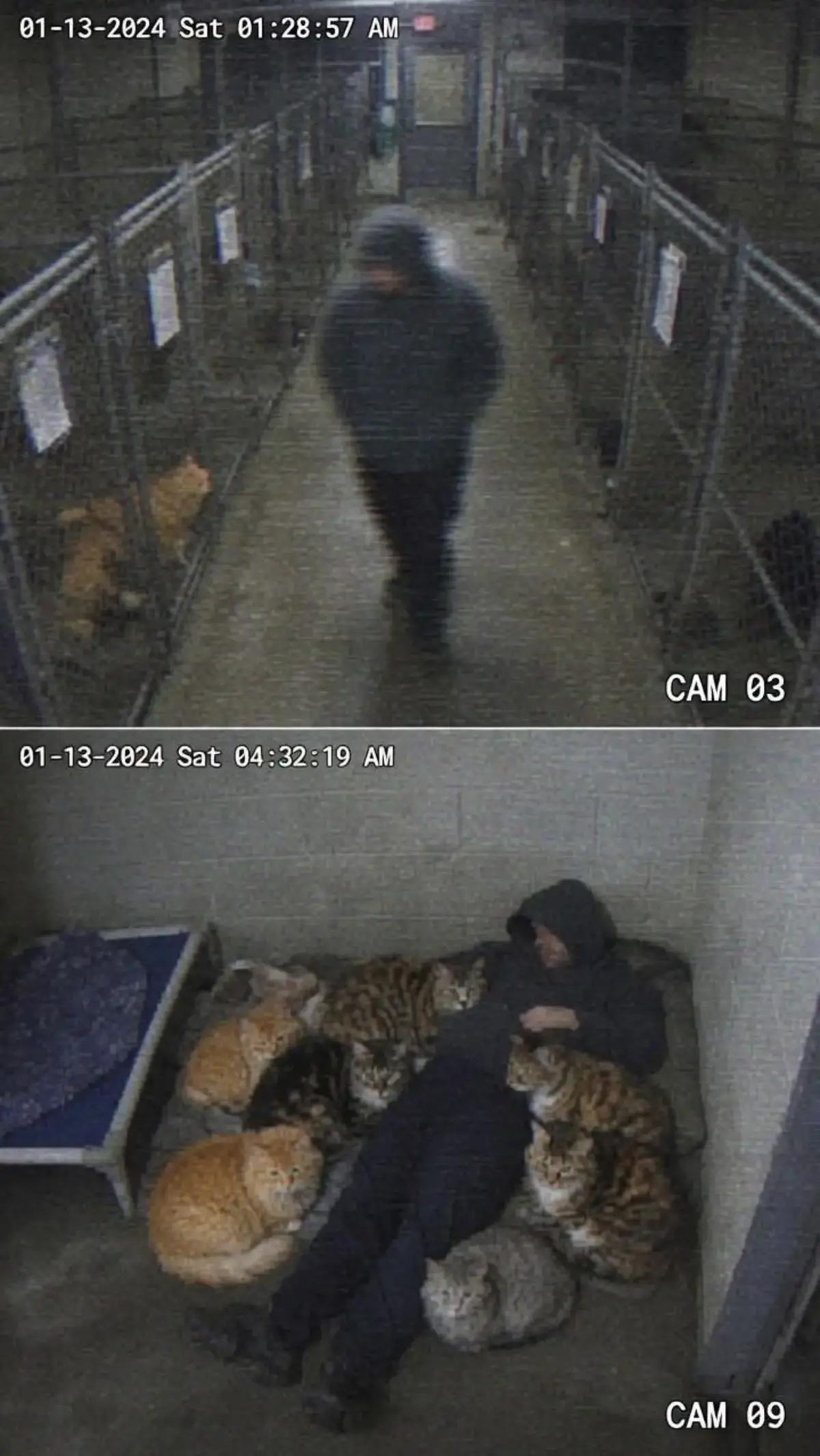 失去因癌症离世的猫咪后，男人彻底陷入崩溃。深夜他翻过围栏，独自闯入流浪...