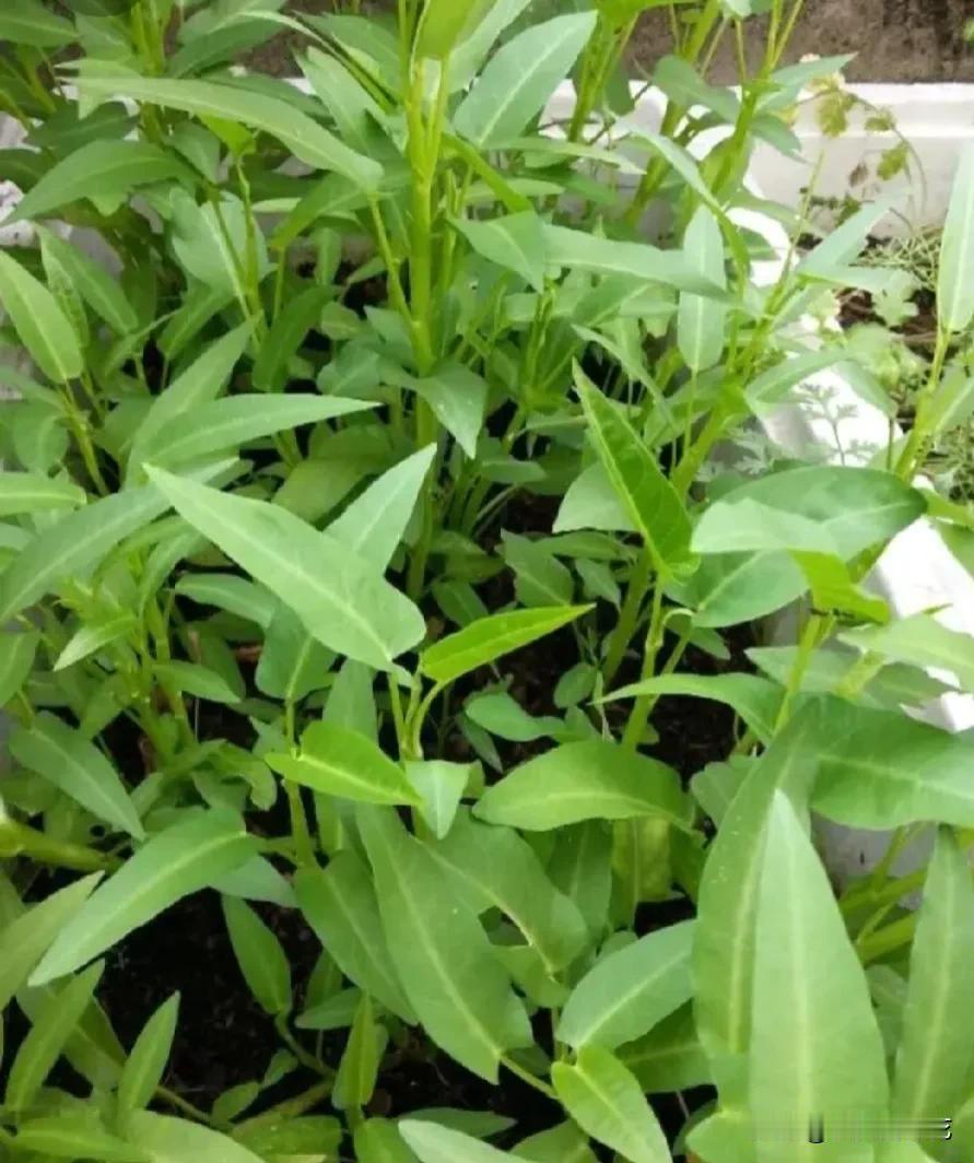 我婆婆70多岁了，但她是一位勤奋的老人，每天只要她身体好，她就不会让自己闲着。
