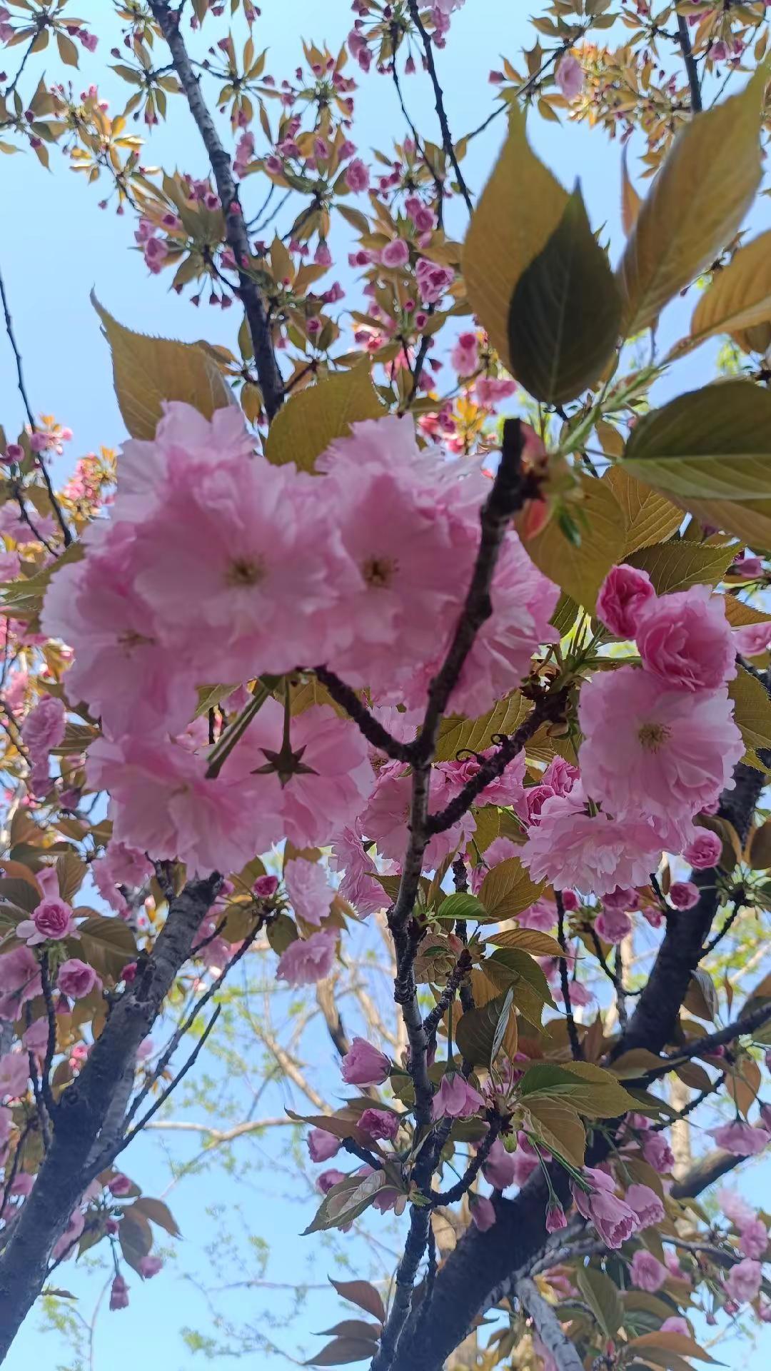 祝亲们在春天里，春气盎然，像花儿一样美美哒。