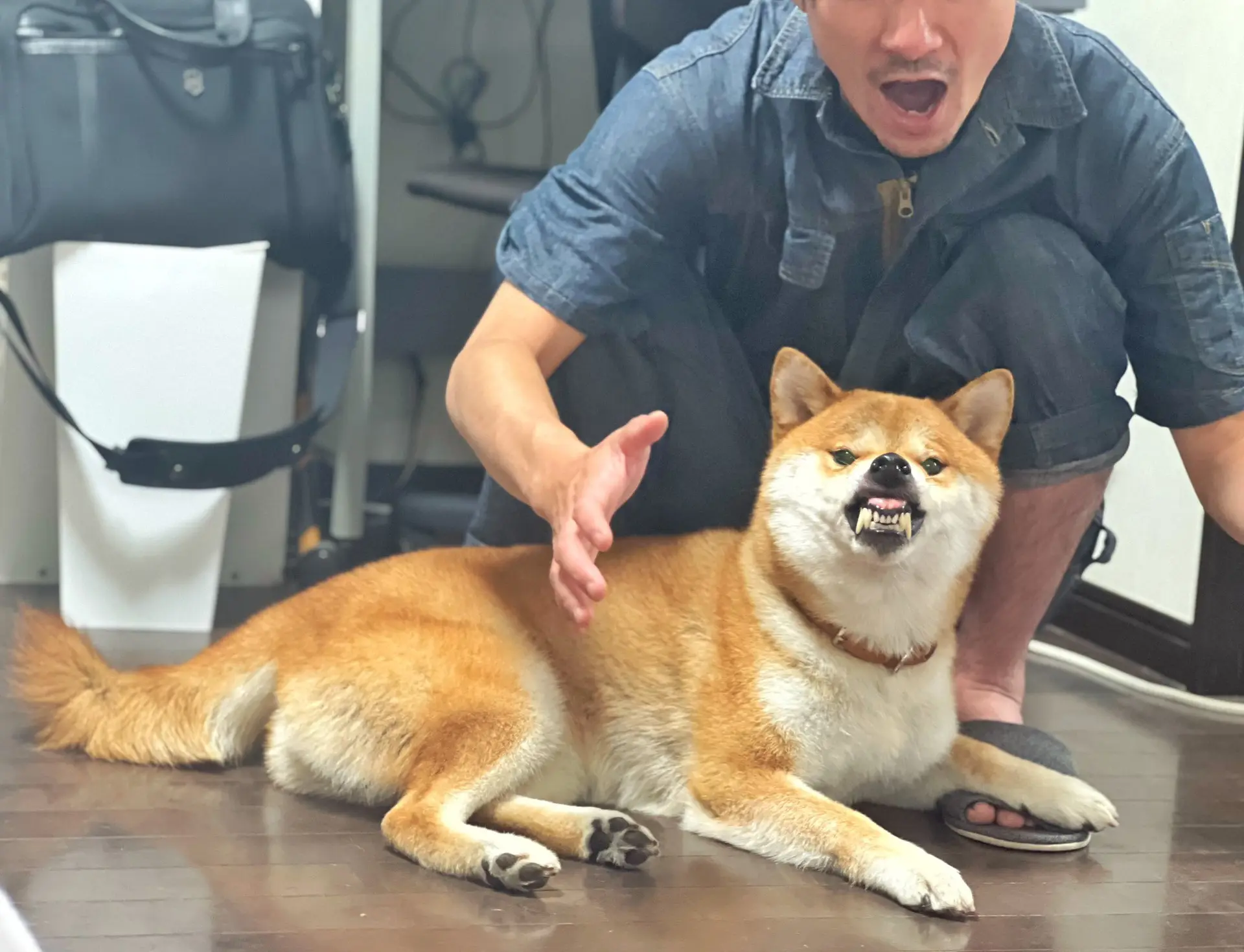 它怎么凶起来都这么搞笑