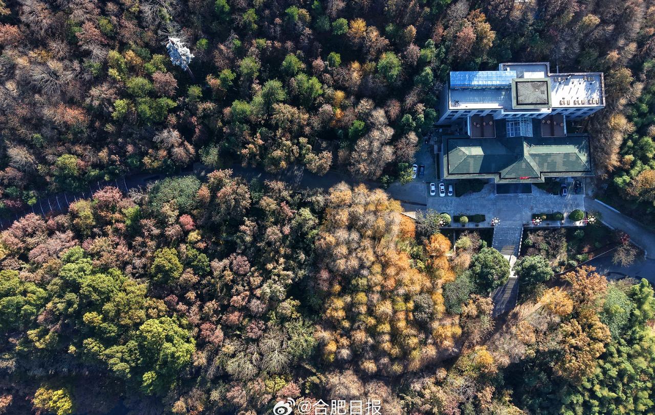 “金钱松在阳光下通透感十足，风吹叶落的时候特别出片。”摄影爱好者韩先生专程赶来捕