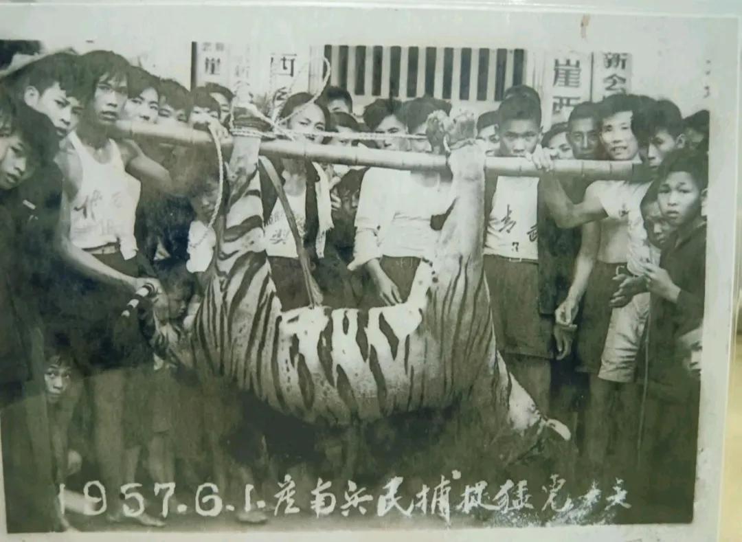 解放初期的民兵队长都是些猛人，他们甚至可以徒手与猛虎搏斗。

1951年7月14