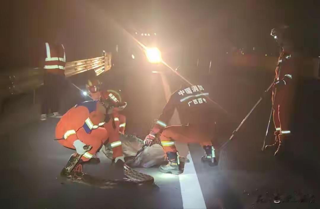 大蟒蛇深夜“霸占”高速路 消防员出手两分钟搞定

9月19日22时52分，在百色