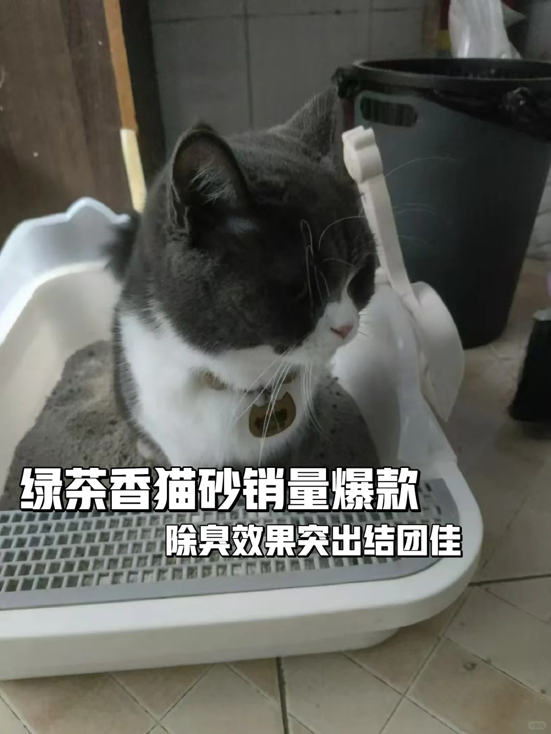 绿茶香🍃膨润土猫砂推荐