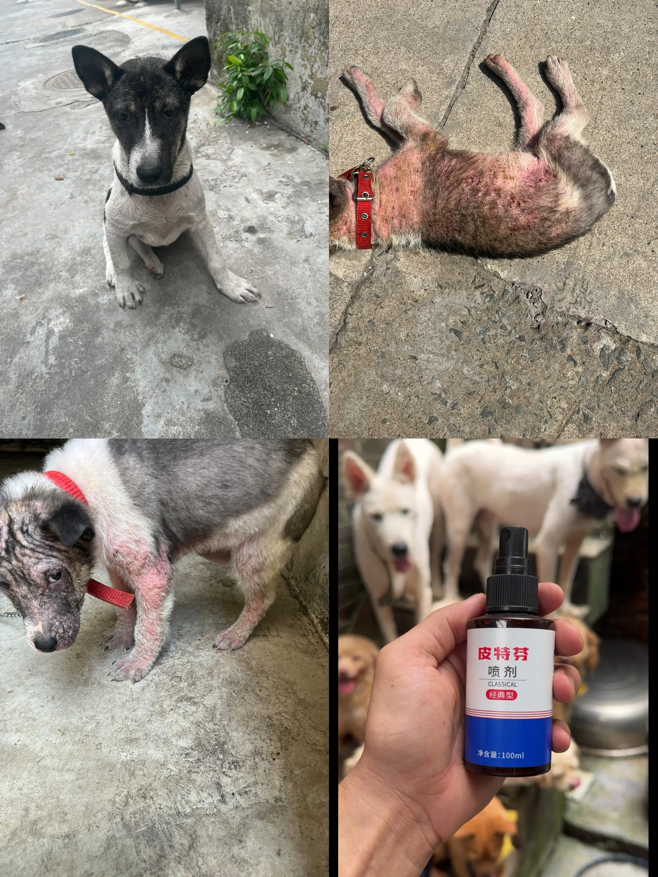所有狗狗皮肤问题都可以用，无论是真菌或细菌，每天坚持喷两次就有见效，夏...