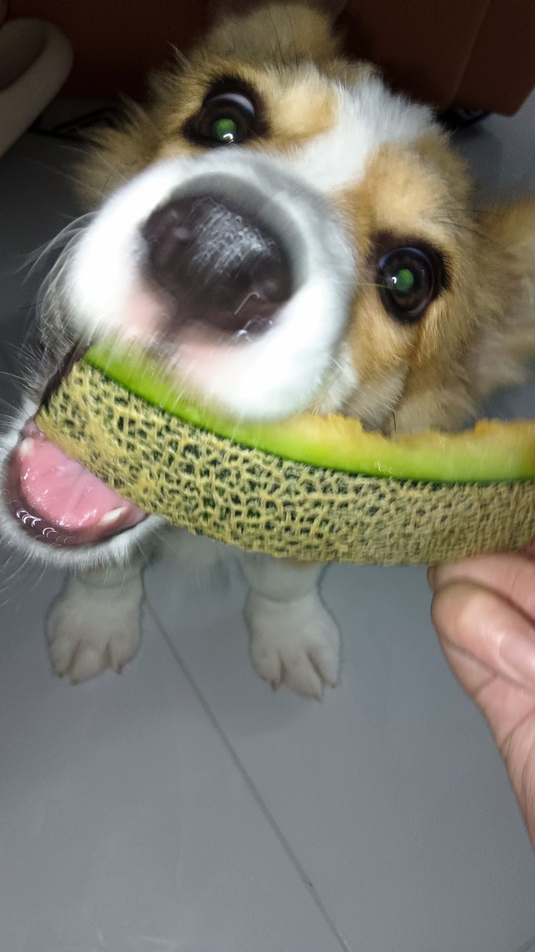 馋狗 