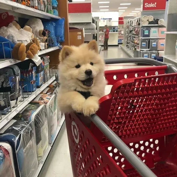 爱逛超市的狗狗们，和主人在一起的每分每秒都是幸福的呀！