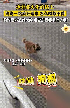 太有灵性了！江苏一老人离世，家人将其送去火化，没想到，车子刚启动，老人养的小狗就