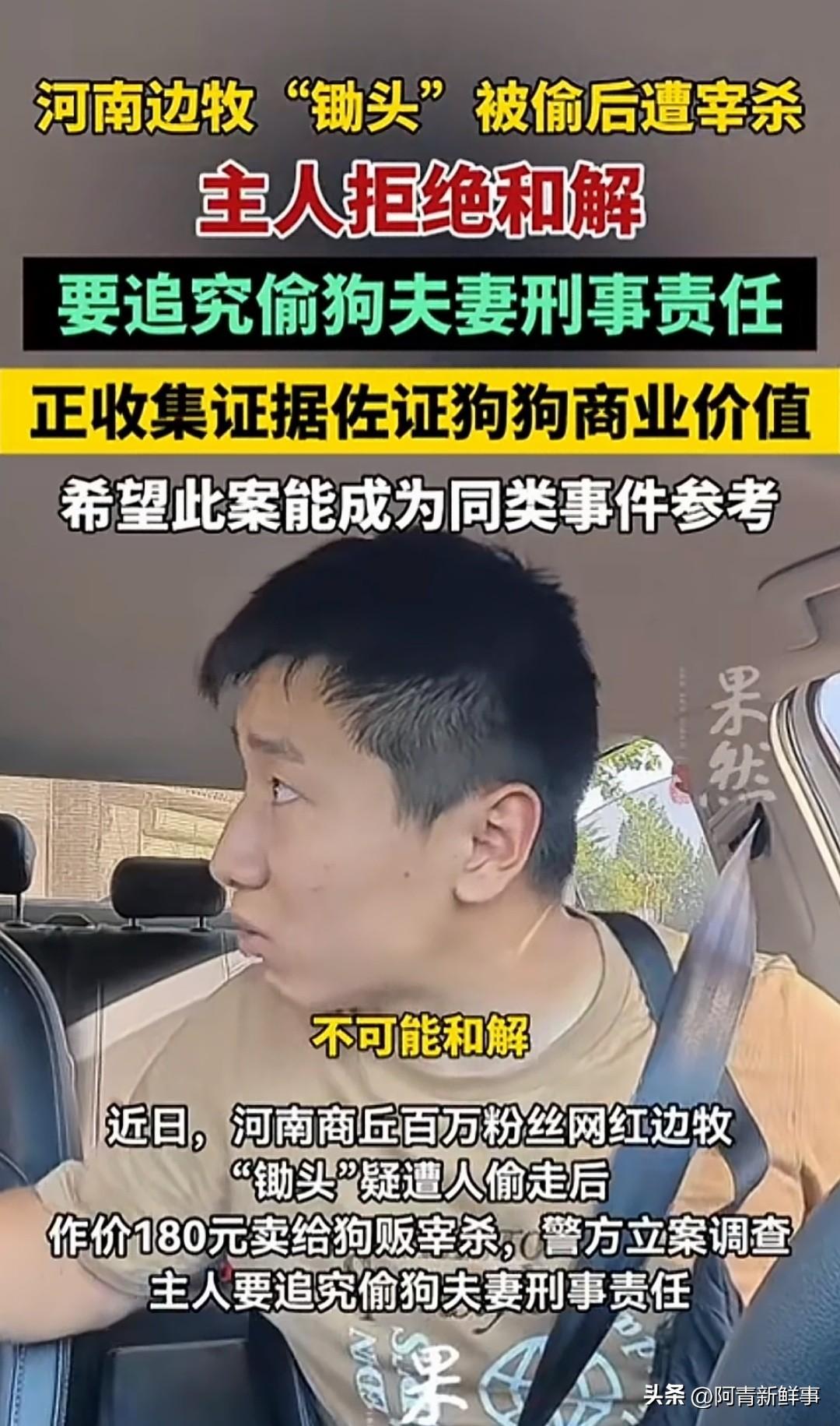 偷走网红狗边牧的两夫妻现在估计肠子都悔青了！
这只叫"锄头"的陨石边牧，是旅行博
