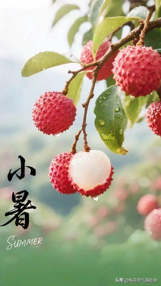夏日小暑，红果满枝，清凉一夏！