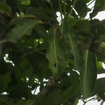 杨幂阳光信用 🌞每日一善 【晚安】善念养善心，善心生善念。德不积不厚，善不行不