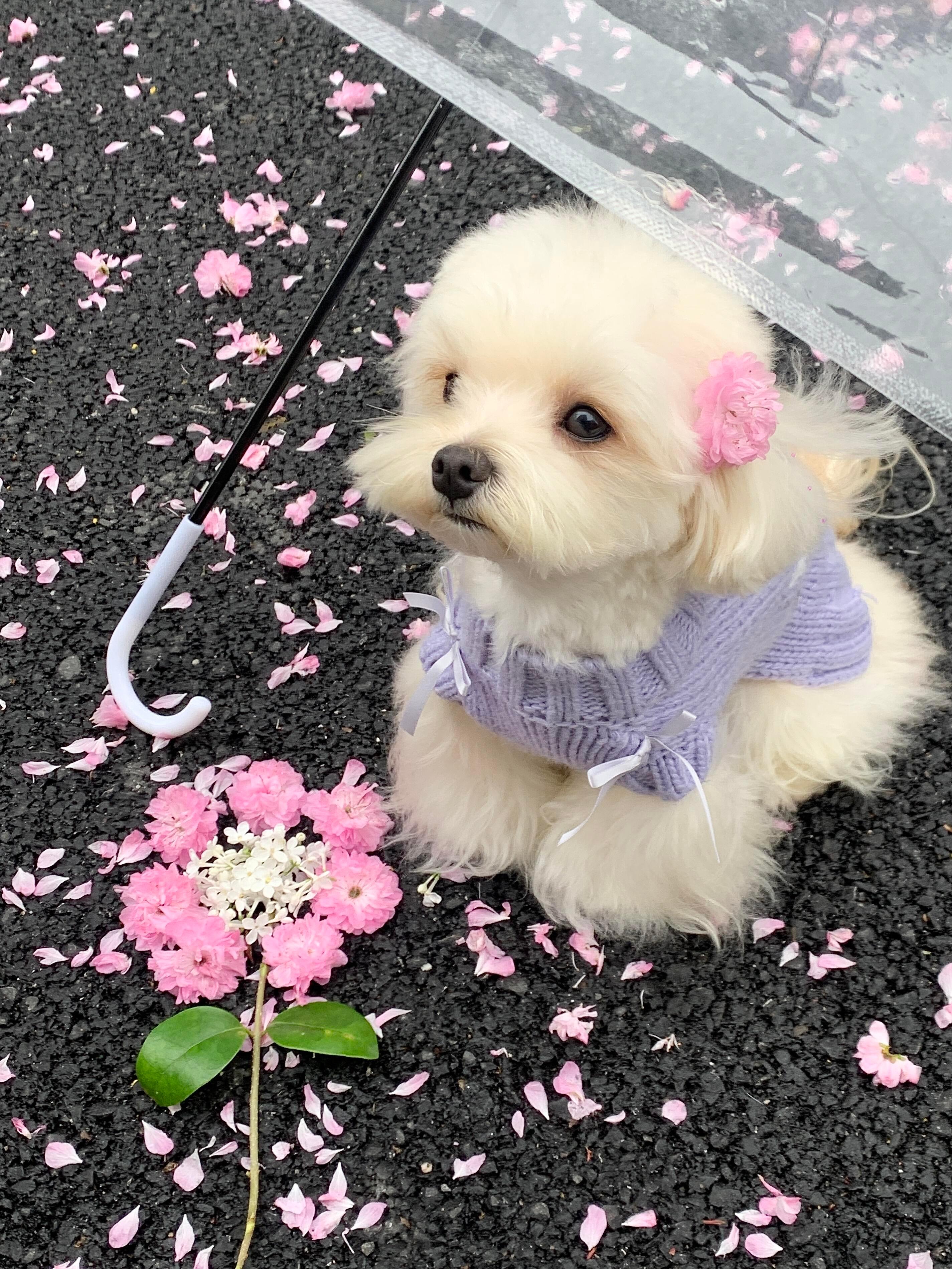 一起闻闻新鲜的春天ꕤ⋆⸝⸝ 