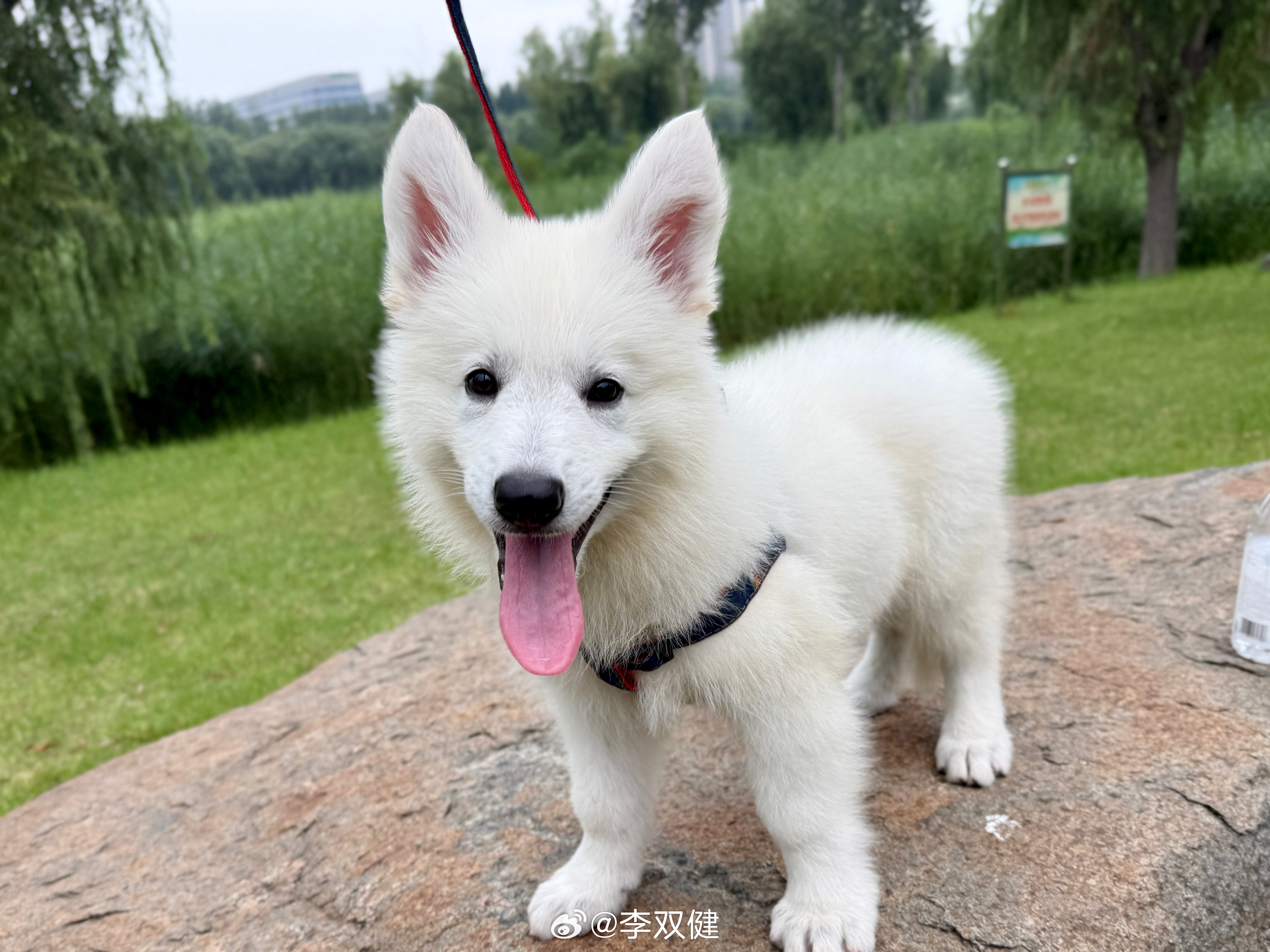 这家伙长得越来越像悟空了 ！ 