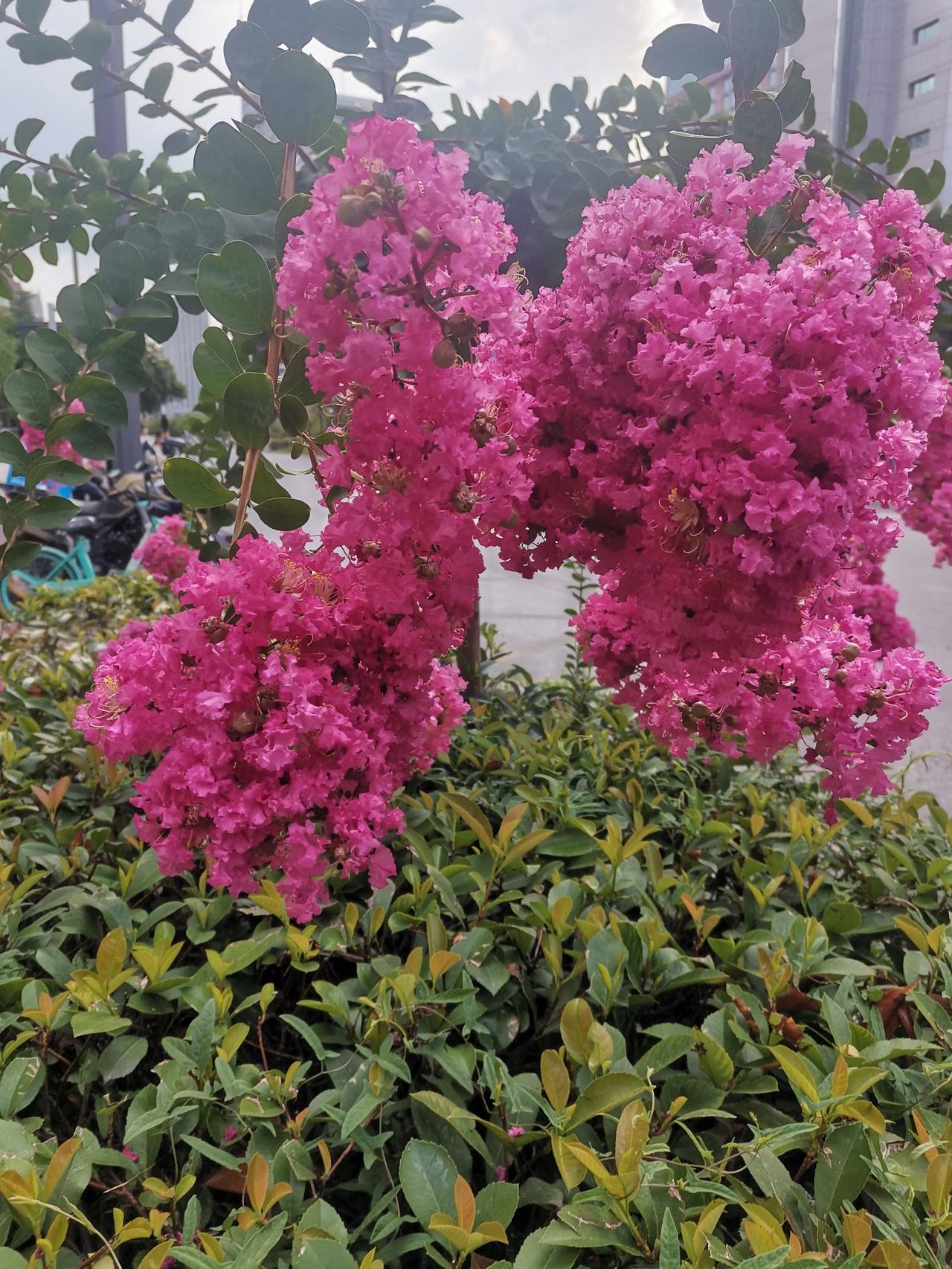 下班路上，无意间瞥见路边的绿化带里有大团的花朵，姹紫嫣红，艳丽如霞。

我对花卉