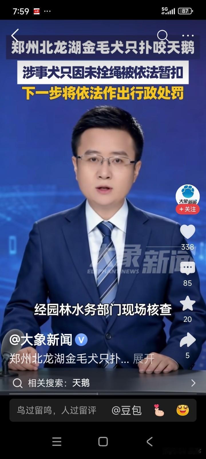 河南郑州，一名男子带着一只金毛到湖边遛狗。
男子并未给狗拴绳，金毛见到湖边的白天