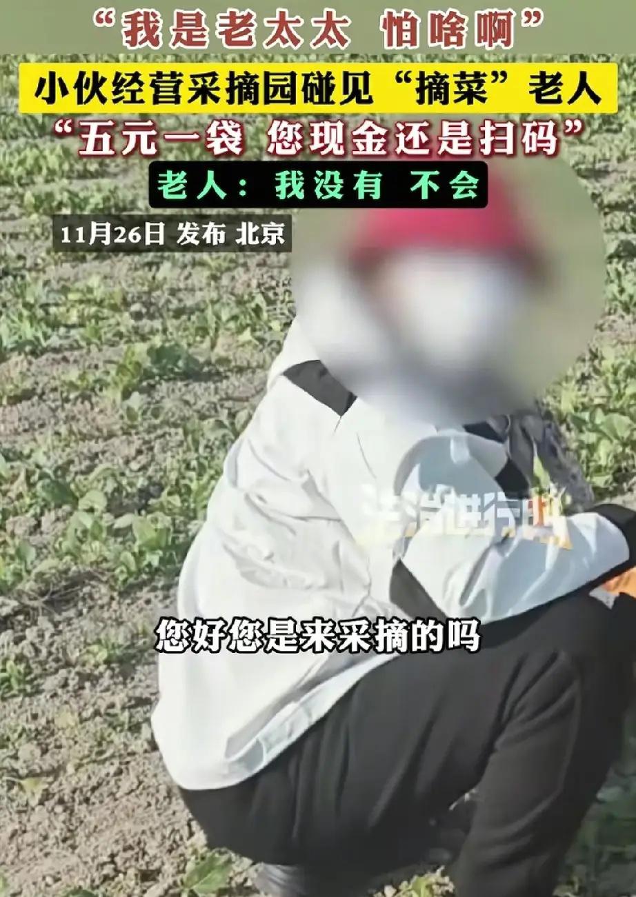 北京一小伙在自己经营的采摘园里碰见了一位老太太在偷摘自家的的菜，就上前询问老太太