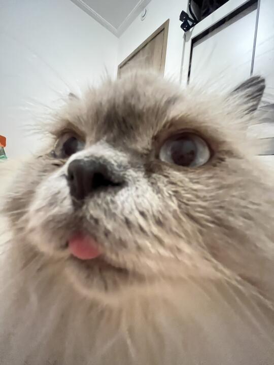 小猫咪的嘴嘴十分的臭