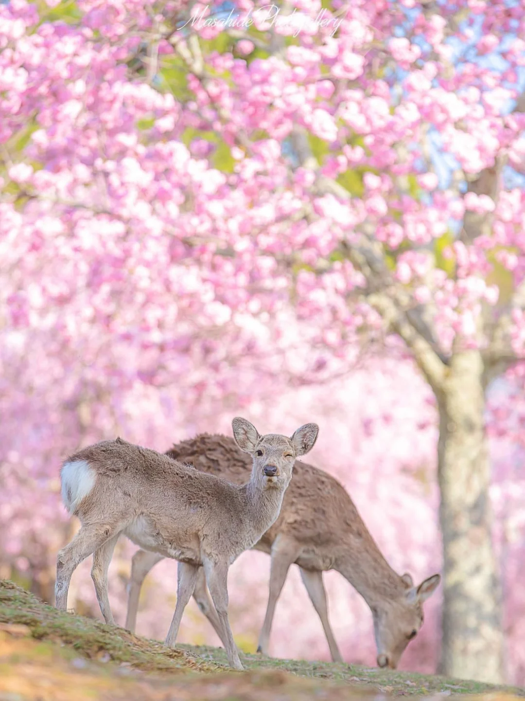 日本🦌奈良公园内唯一的民宿！位置绝哭了！