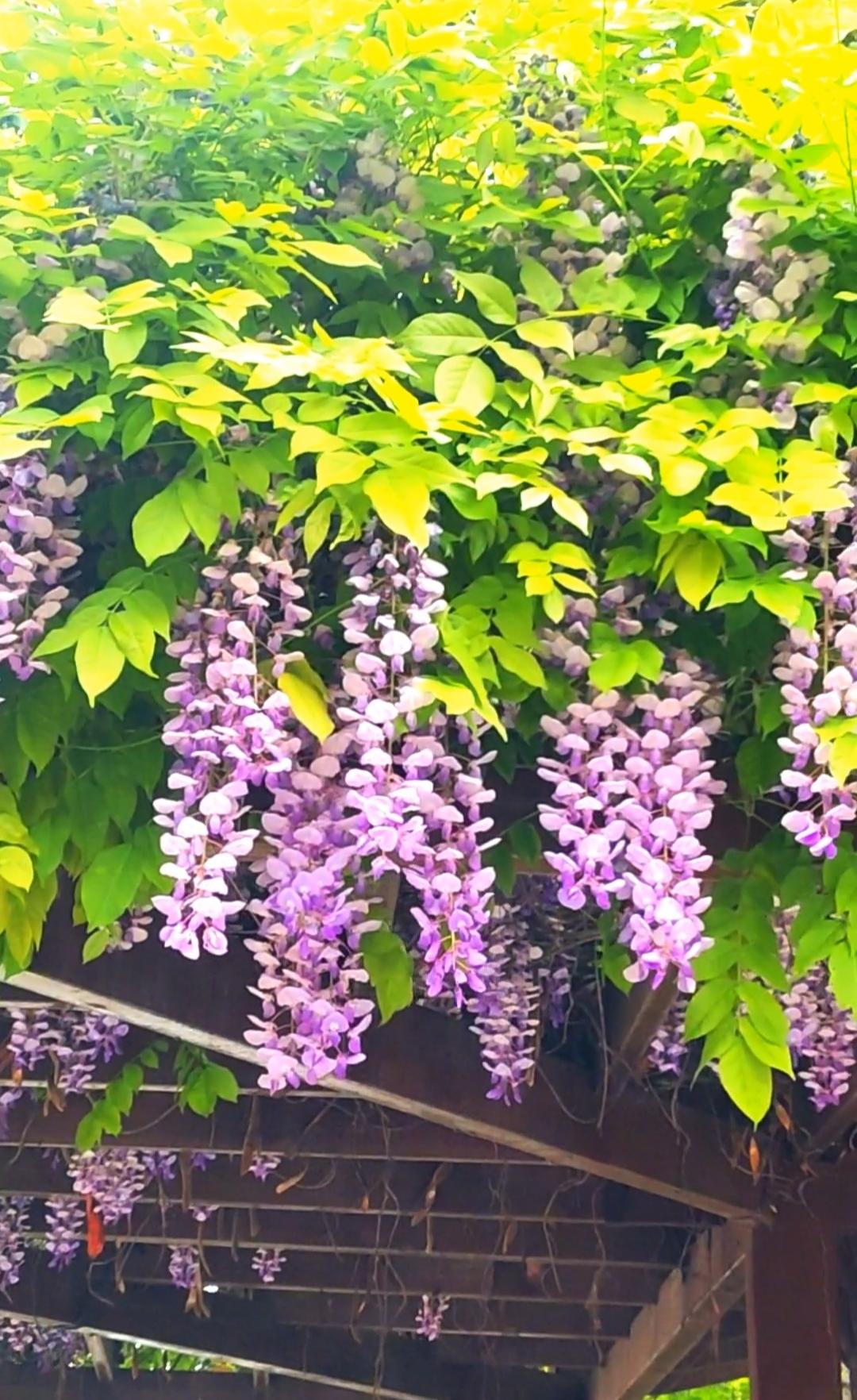 紫藤萝 紫藤花开满廊 紫藤香 紫藤树景观 紫藤架