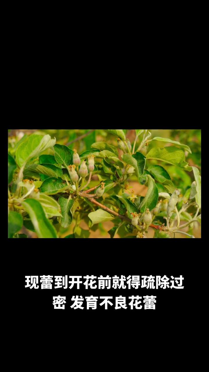 要提高苹果树产量得从多方面入手，花期管理很关键。
·疏花要做好像花量过大、树势弱