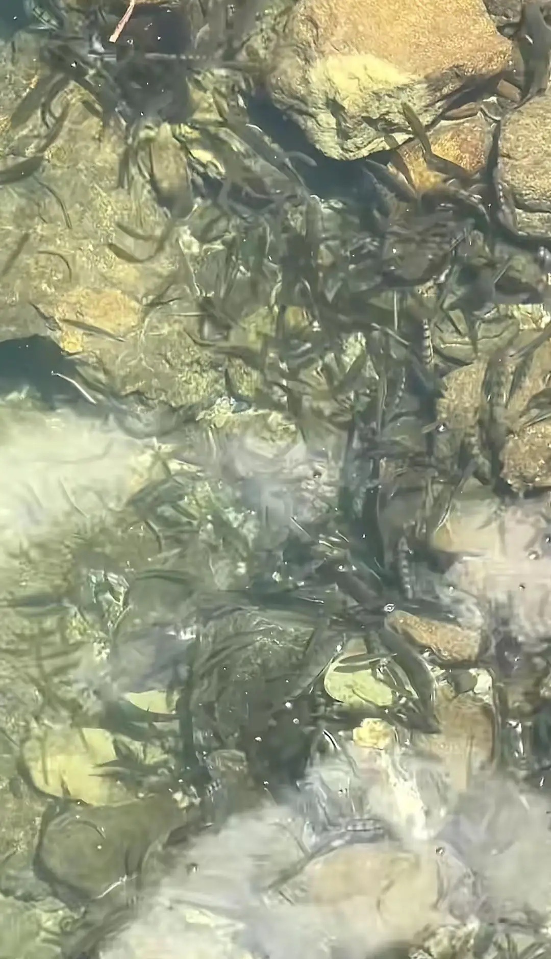 溪流石斑鱼 野生溪水石斑 大山里的溪石斑 大山深处的溪石斑，极品货 