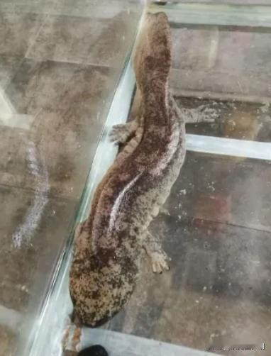 广西桂林，女子与朋友进店吃饭，店员为他们推荐了一种鱼，可单还没下，鱼就被捞出来摔