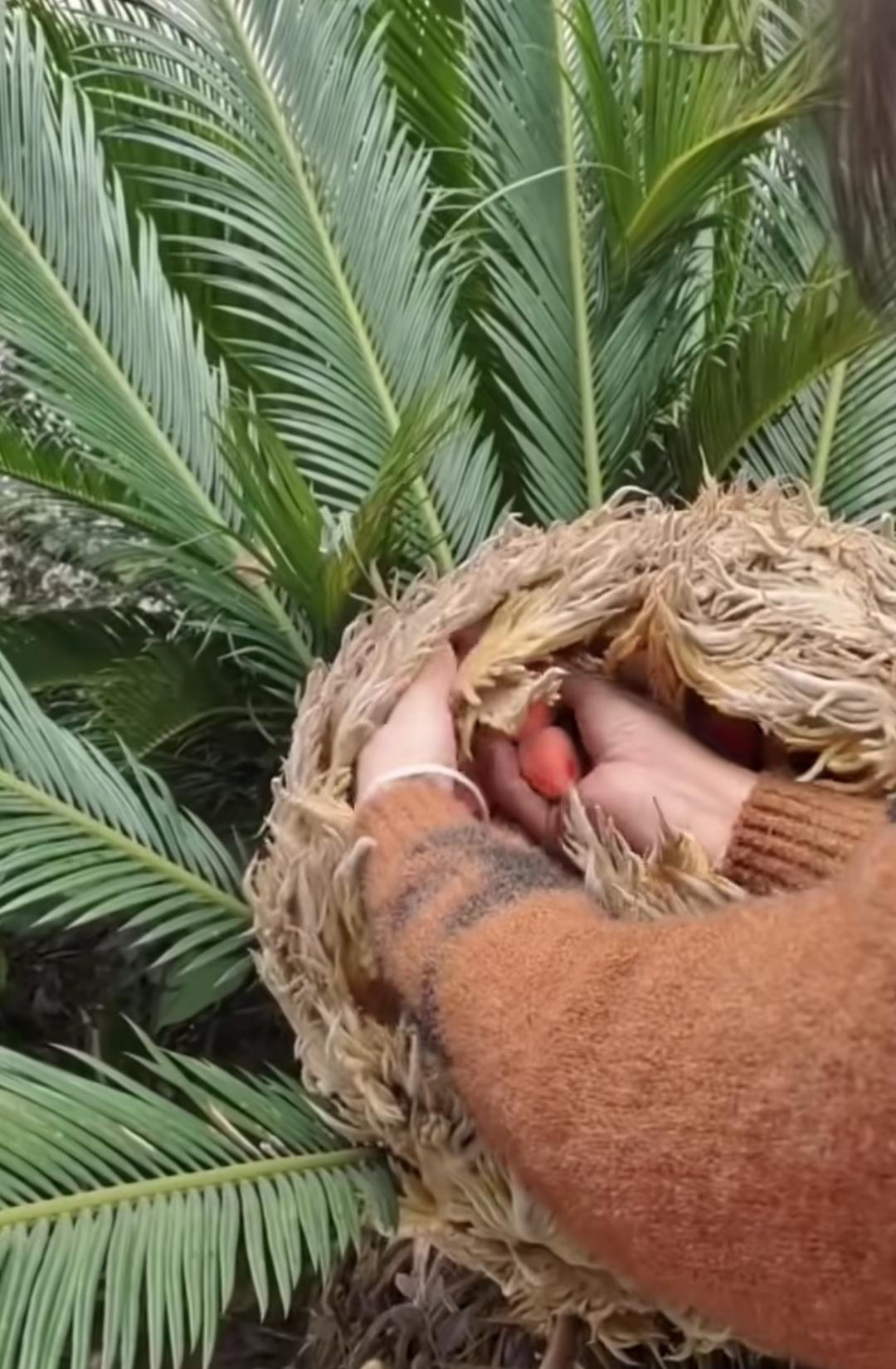 瞧见绿植带上的铁树籽，女子拎着袋子疯狂采摘。我不禁想问，她是打算摘回家吃吗？这铁