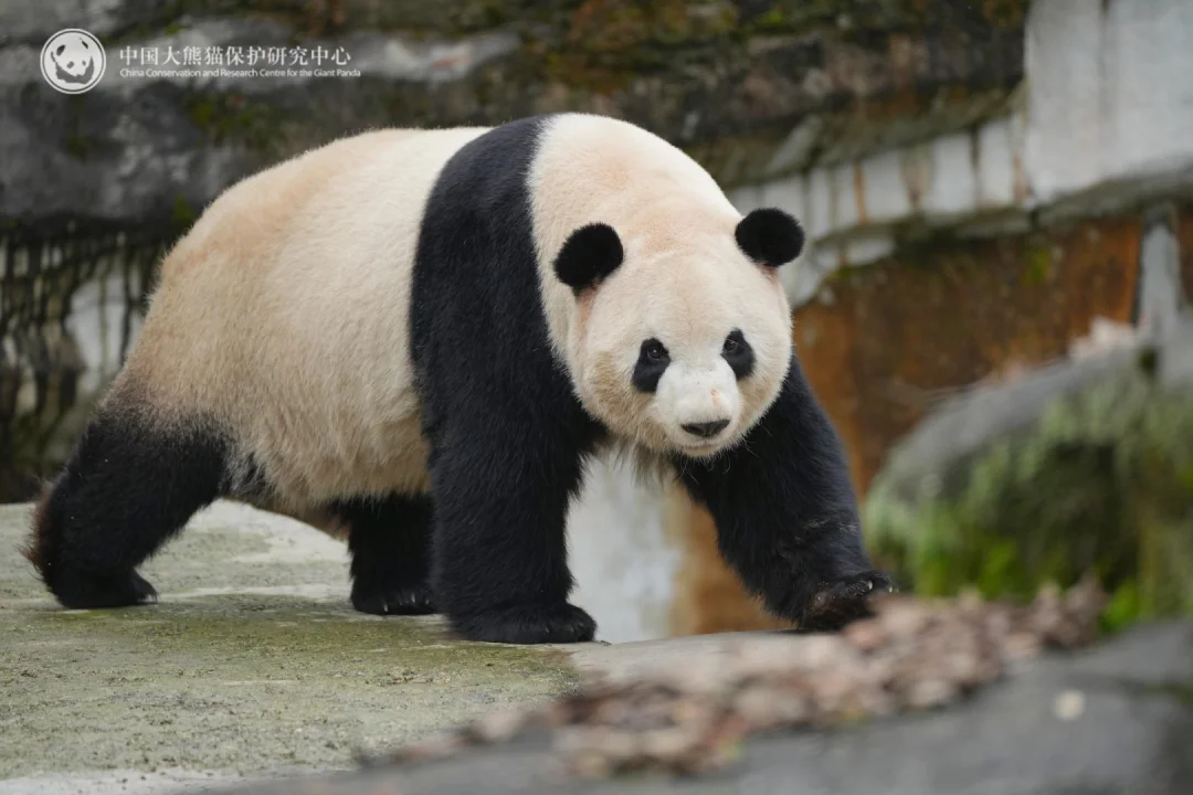 萌玉在碧峰峡的日子