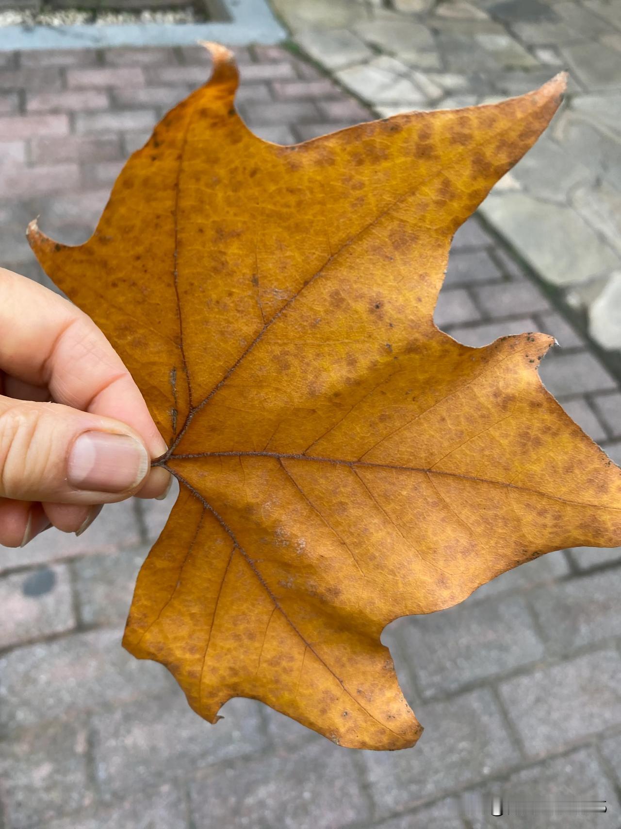 你会笑话那些吃完饭打包的人吗在饭店吃饭，要根据人数的多少来点餐，如果吃完仍然有剩