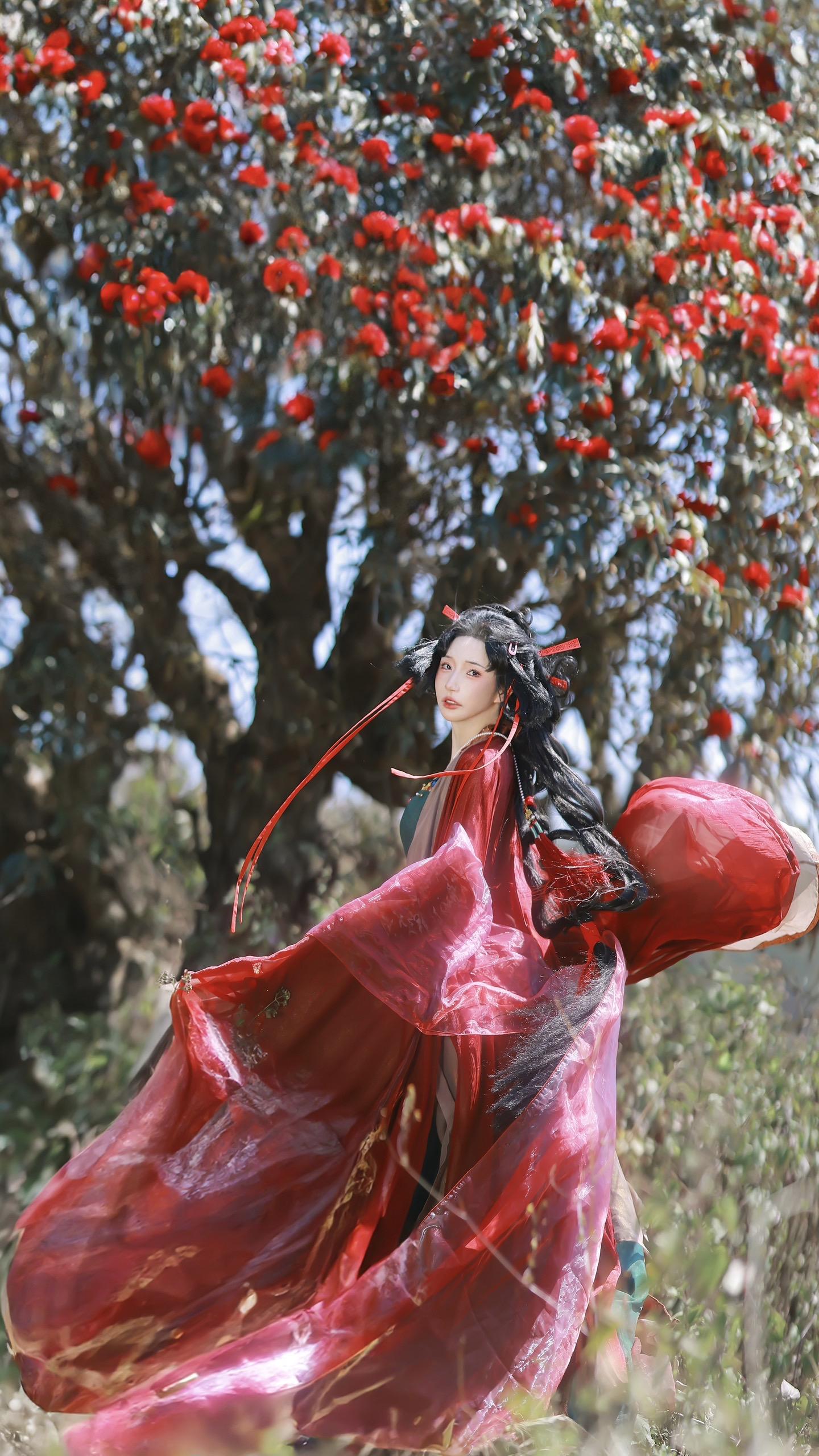 找遍整座苍山只寻到一颗开花的高山杜鹃。今年大理的高山杜鹃是太可怜了🥹