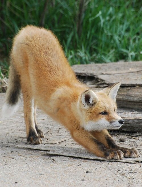 狐狸 撅 