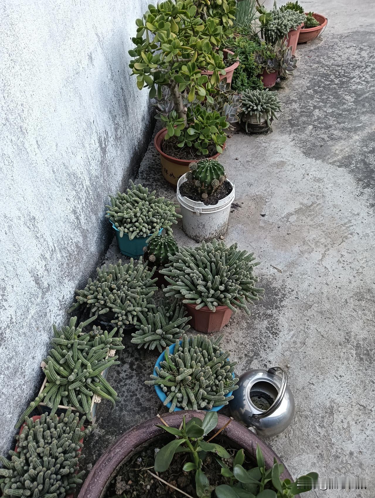 这墙角放满了多肉植物，仙人棍，仙人球还有好多不知名的花草。多肉景 好热闹啊！