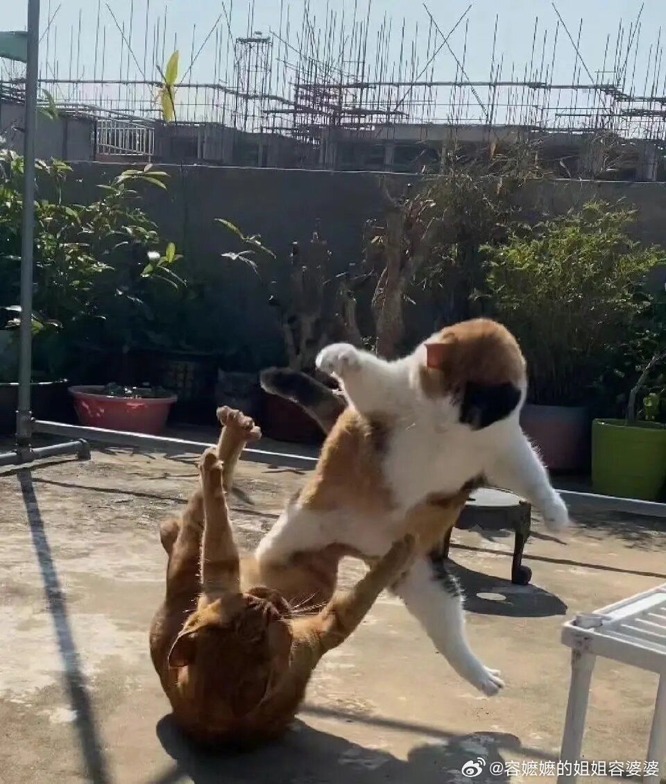 美国与伊朗和谈方案曝光美国没打几下呢，就大喘气，和朗子说等一下，我得和你谈谈。朗