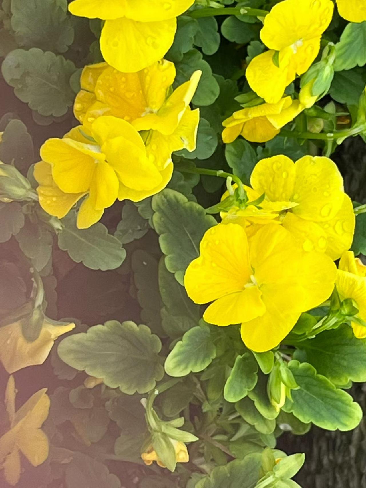 黄紫交织，
一黄一紫，
相映生辉，
美得动人心弦。