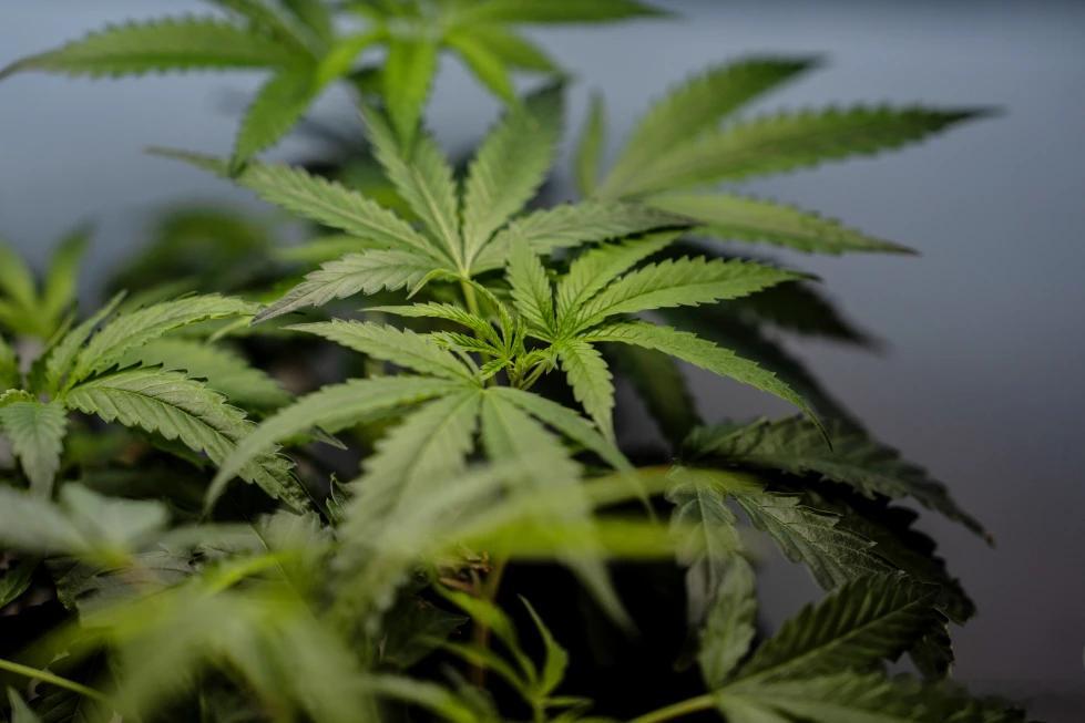 【美国医院中经常吸食大麻者出现恶心病例的病例大幅增加】（美联社）——周四发布的一