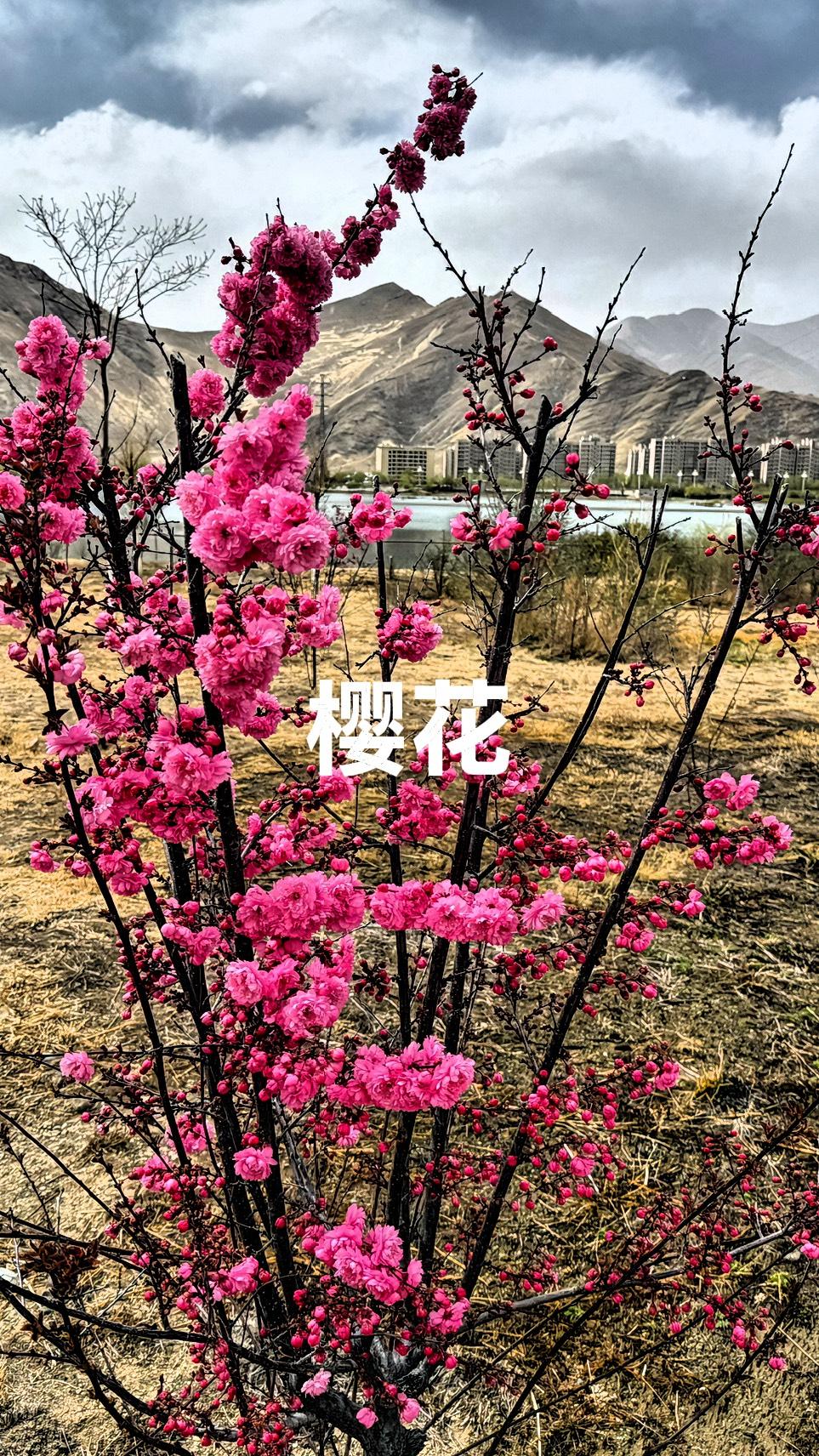 今天一定要来参加晒图笔记大赛！我身处乐山，这春日里的家乡美得令人惊叹。
我前往乐