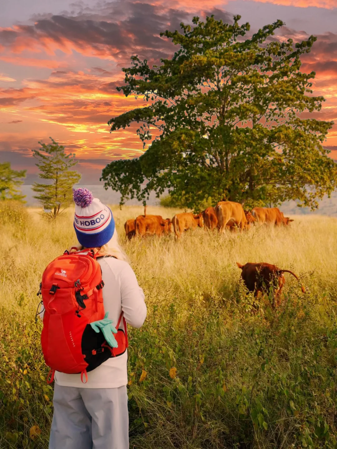 在云南做个快乐背包客！非洲Safari（平替版）