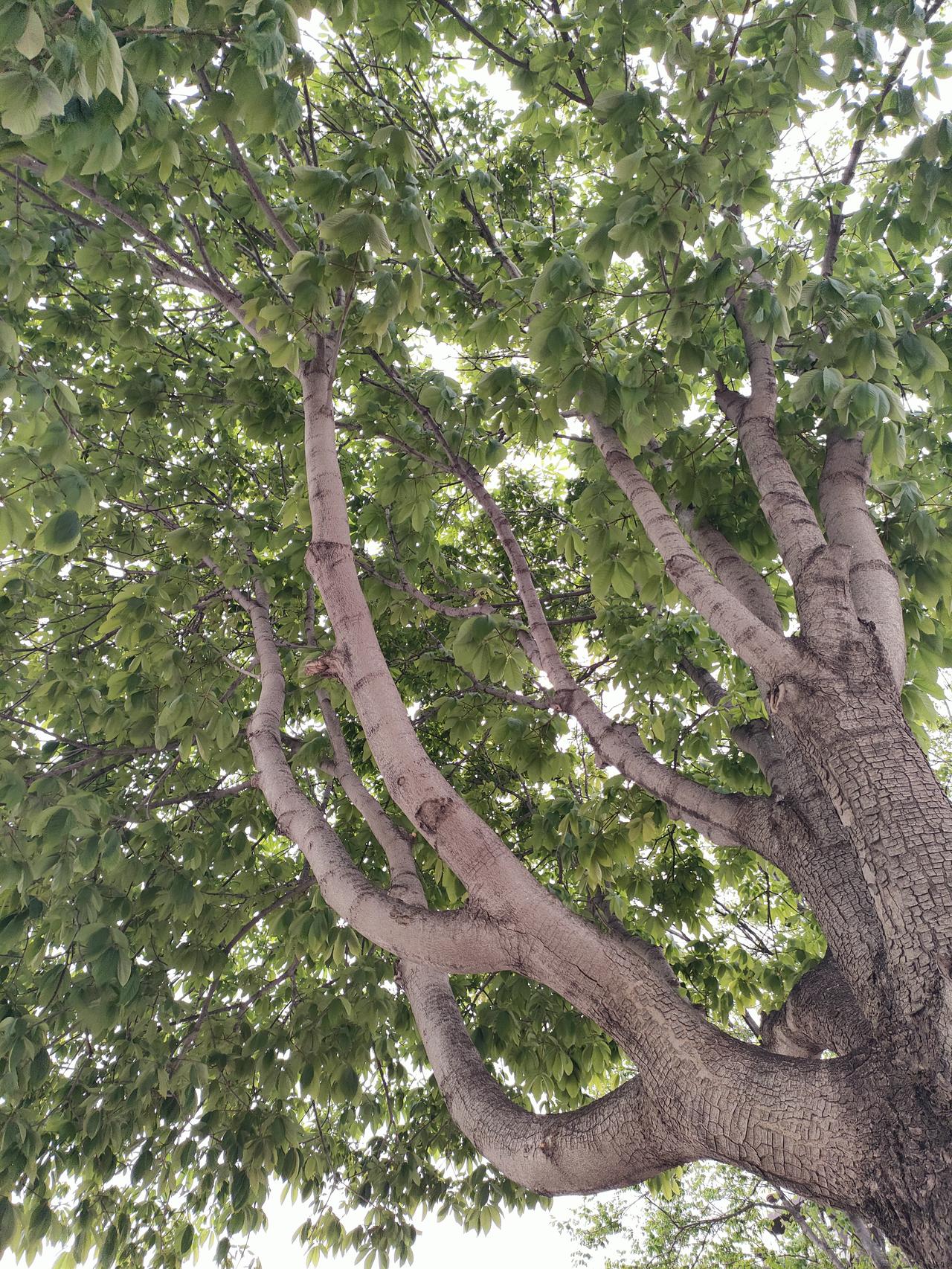 村东头的王大爷，七十多了还在地里刨花生，腰弯得像张弓，直起来时“咯吱”响。有回我