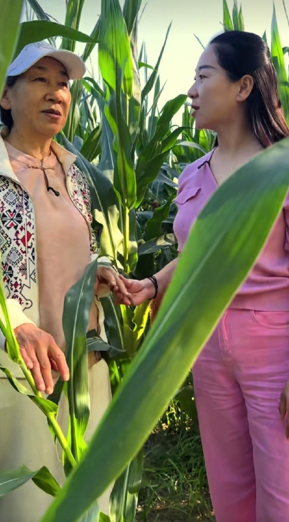 小杨姐姐夫妻俩陪着母亲远赴东北，专程来看向往已久的黑土地。放眼望去连片的玉米地广