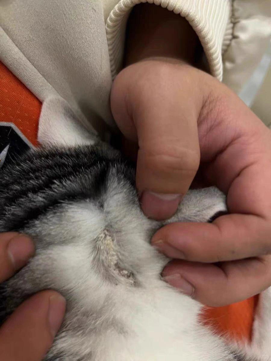 如何在家治疗猫癣 一个星期内患处改善❓