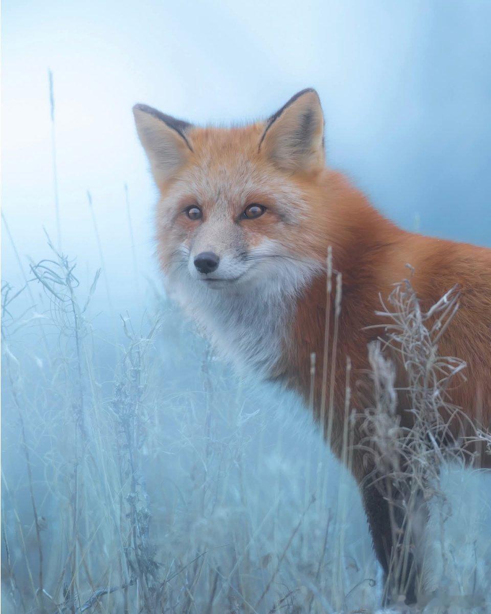 🦊 这只红狐正坐在一片薄雪覆盖的枯草地上，蓬松的尾巴裹着前爪，耳尖竖直，瞳孔收