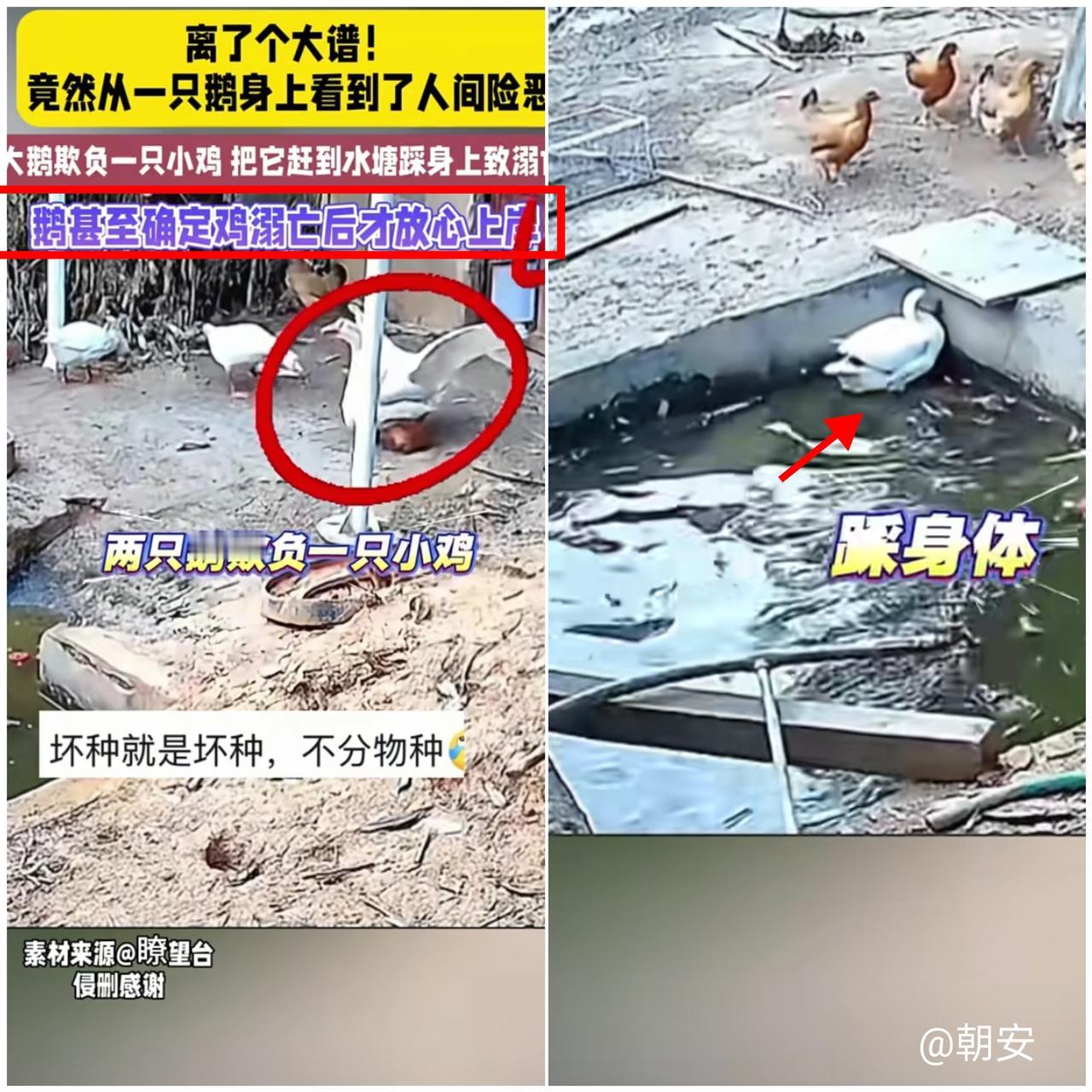 河南大姐家的大鹅也太“霸道”了！

买菜回家撞见两只大鹅围攻小鸡，一只死死压住，