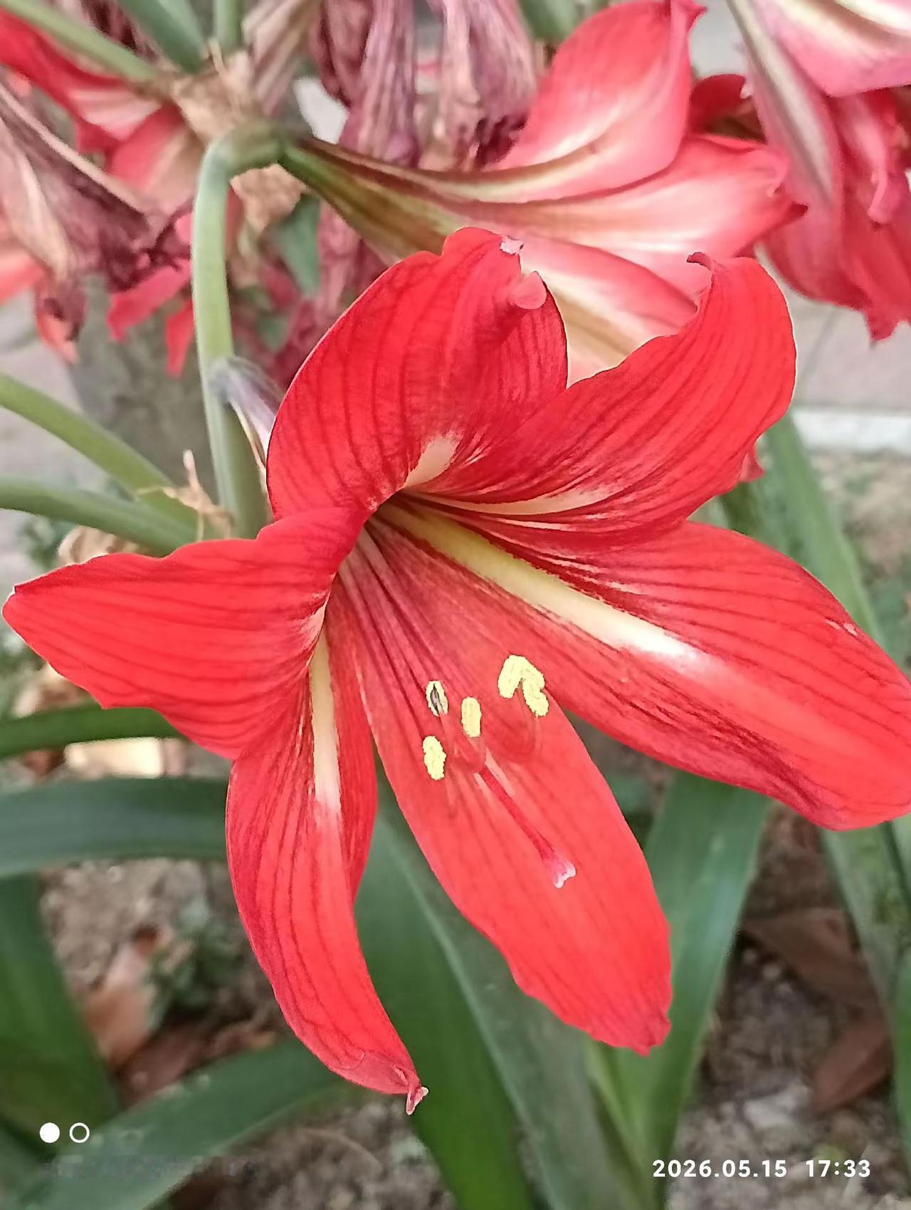 花儿不仅仅开在春天