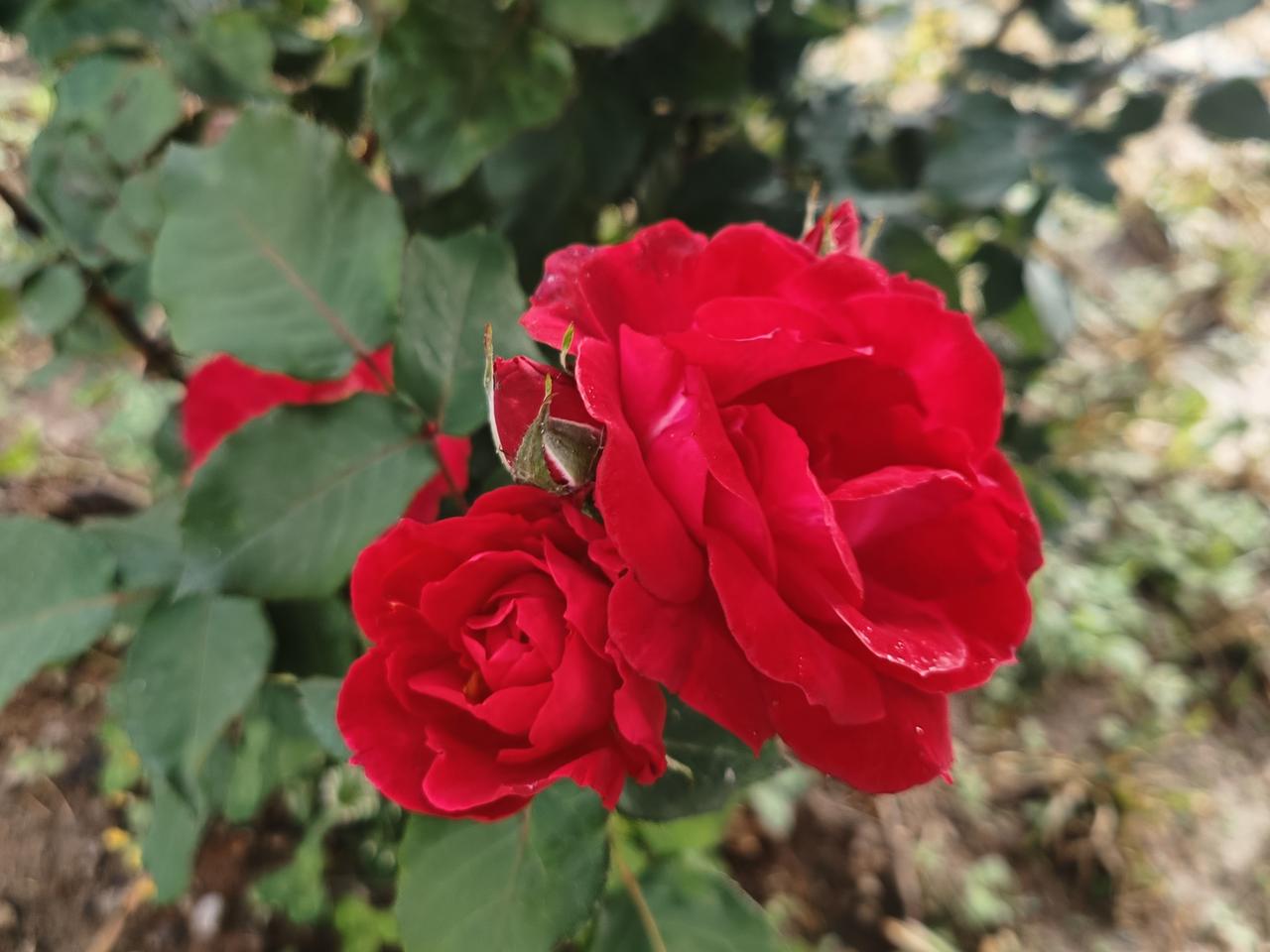曾揽庭前繁花开，
曾沐人间晚风来。
曾拥青云凌云志，
心向长空自在裁。
 
往昔