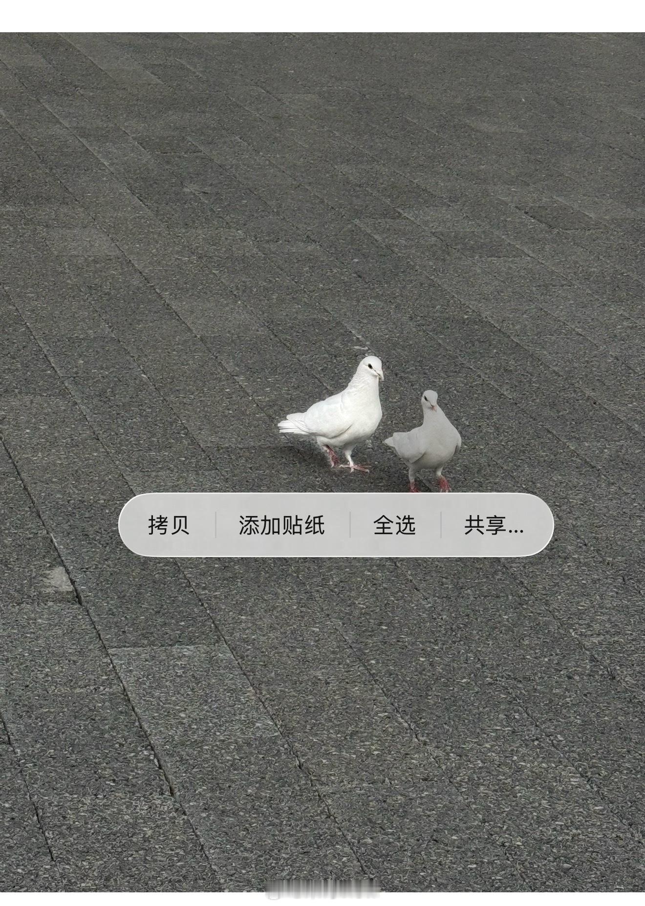 原来iPhone相册这么实用我来分享一个，长按相册里想抠图的部分，可以立即抠图，