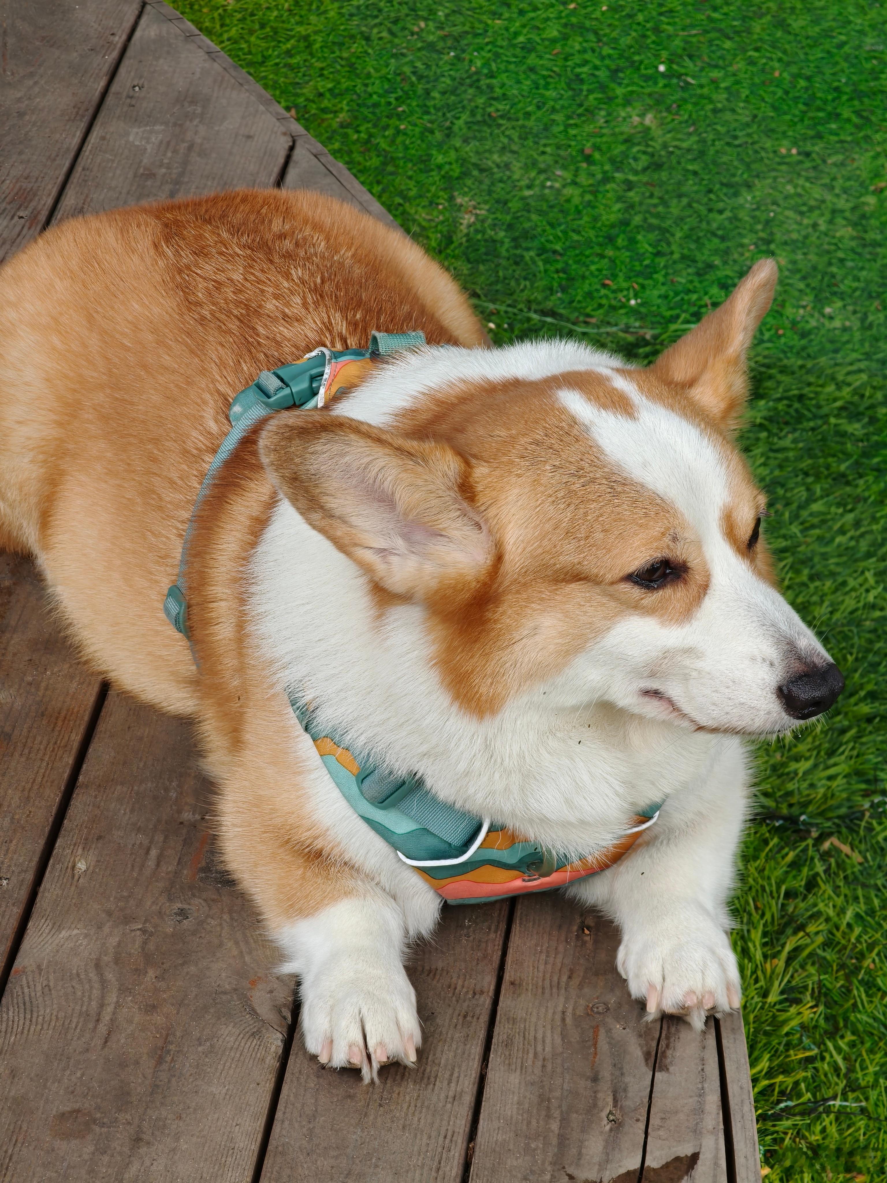 被猫狗抓伤后一定要第一时间注射狂犬疫苗，哪怕是自家的猫狗等宠物，哪怕是猫狗已经注