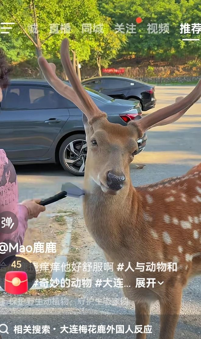 它为什么100%地信赖外地游客？
    这是大连的“爷”，走在大连的任何地方，