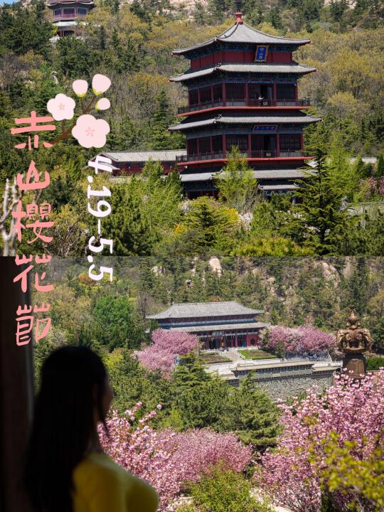 避开人从众！赤山樱花节五一小众游玩攻略