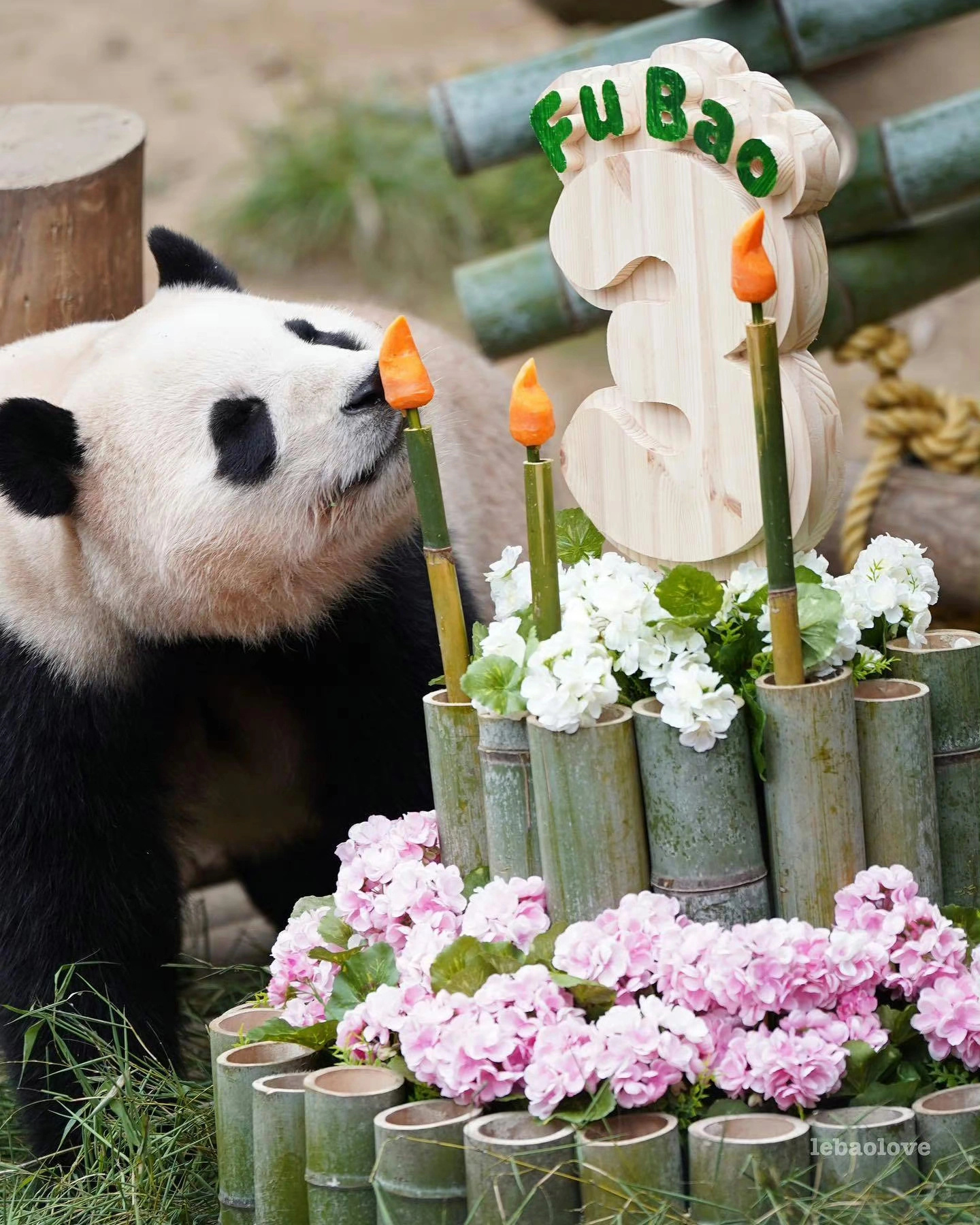 熊猫守护者 🐼森林驿站🌳世间最珍贵的小生灵，值得满满的爱意与呵护。愿三餐安稳